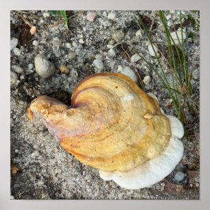 Pilz-Foto-Poster Poster
