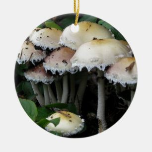 Pilz-Gruppe - Fotografie Keramikornament