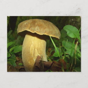 Pilz im nahen Wald Postkarte