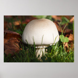 Pilz im Wald Poster