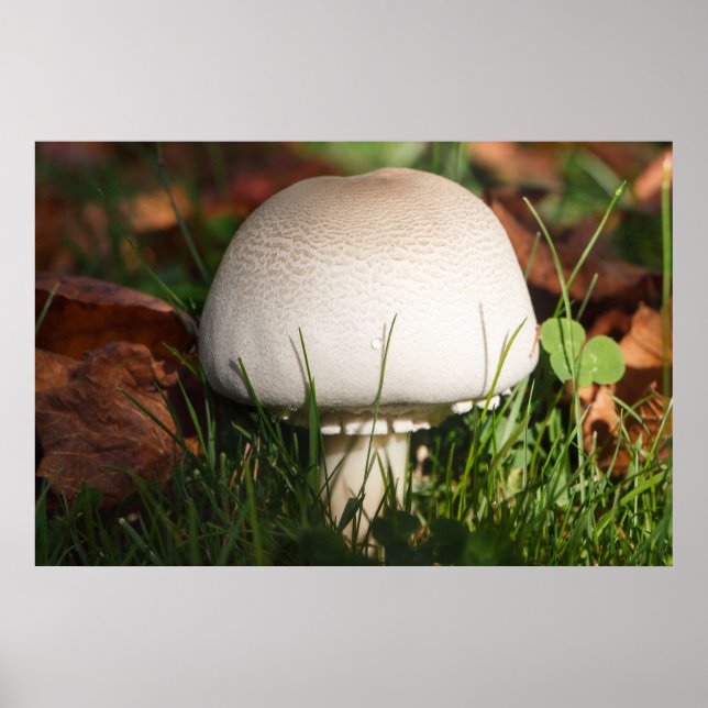 Pilz im Wald Poster (Vorne)