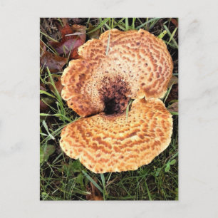 Pilz im Wald Postkarte