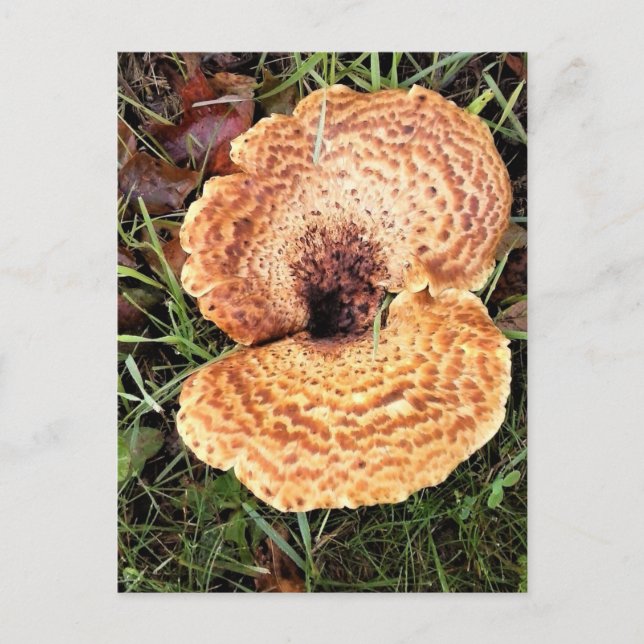 Pilz im Wald Postkarte (Vorderseite)
