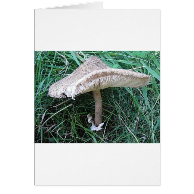 Pilz mit Ō Hut (Vorne)