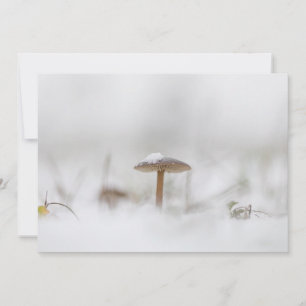 Pilz mit Schnee Winter Natur Fotokarte