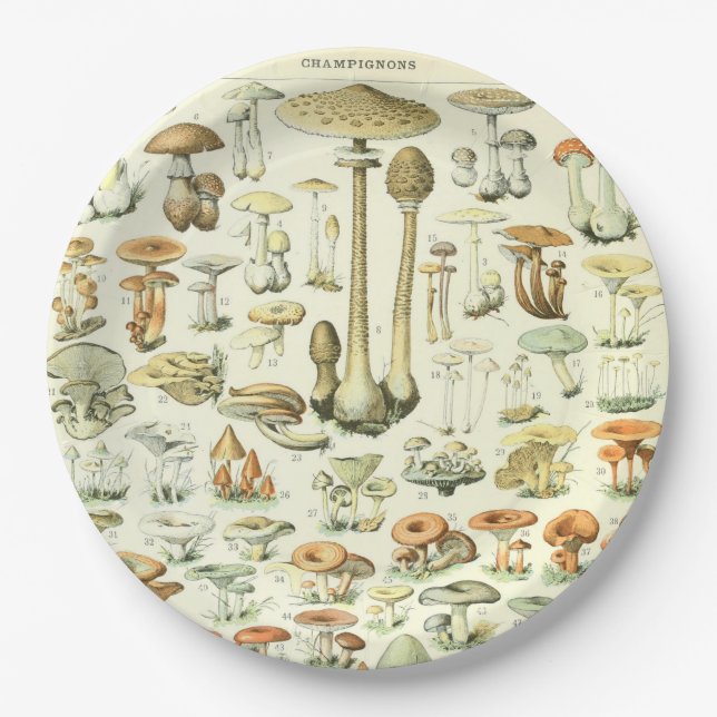 Pilz-Papierteller Pappteller (Vorderseite)