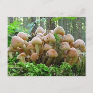 Pilz-Party Postkarte