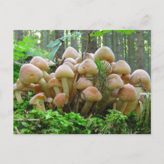 Pilz-Party Postkarte