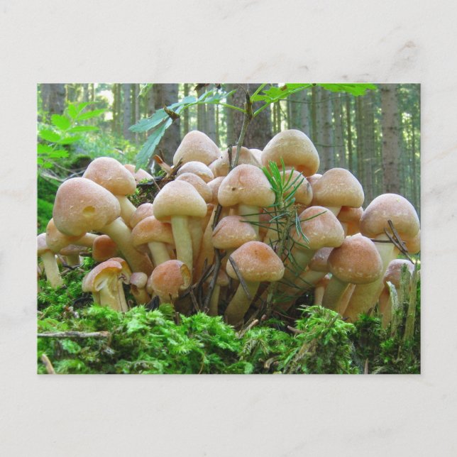 Pilz-Party Postkarte (Vorderseite)