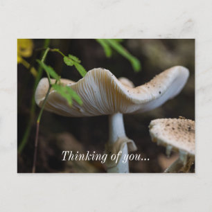 Pilz Regenschirm Denk An Dich Postkarte