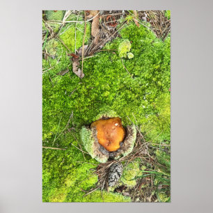 Pilz- und Moosplakat für Fotos Poster