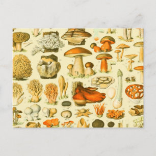 Pilz Vintage Toadstool Antike Kunst Postkarte