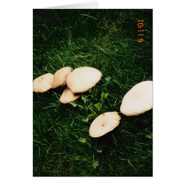 PILZE (Vorne)