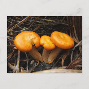 Pilze 299 ~ Postkarte