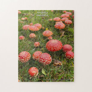 Pilze Amanita muscaria - Puzzle