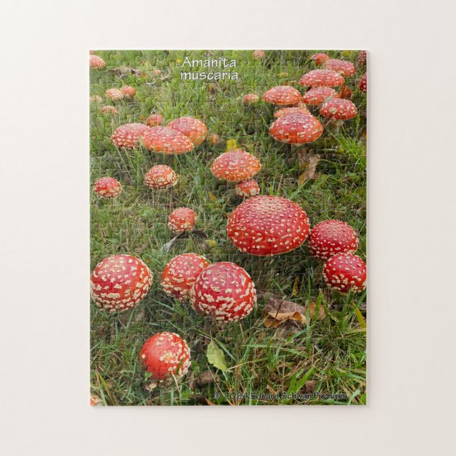Pilze Amanita muscaria - Puzzle (Vertikal)