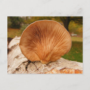 Pilze auf Birke ~ Postkarte