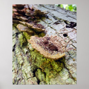 Pilze auf gefallenem Baum Poster