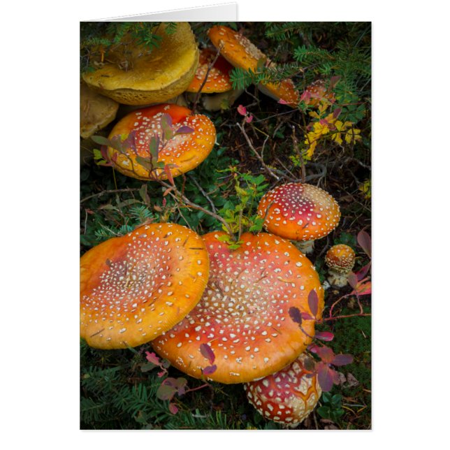 Pilze aus der Landwirtschaft am Mowich-See (Vorne)