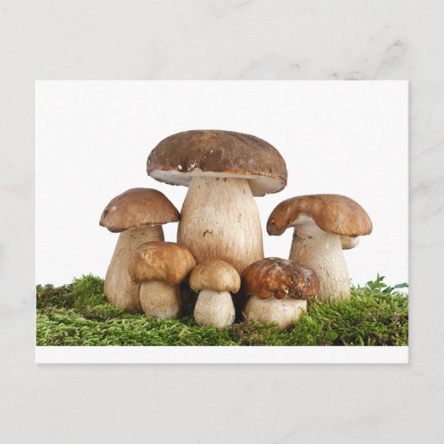 Pilze Boletus Edulis Postkarte (Vorderseite)
