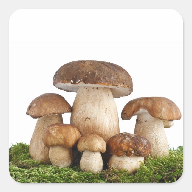 Pilze Boletus Edulis Quadratischer Aufkleber (Vorderseite)