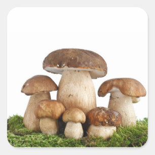 Pilze Boletus Edulis Quadratischer Aufkleber
