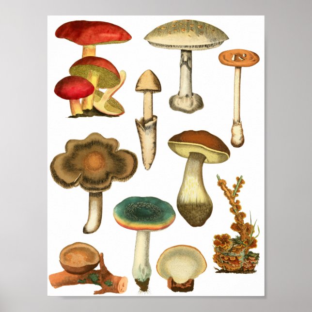 Pilze Fungi Pflanze Natur Botanicals Kunst Poster (Vorne)