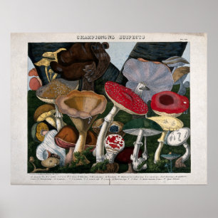 Pilze Fungi Poster