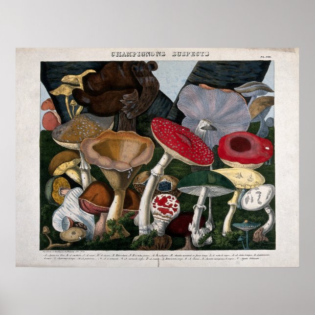 Pilze Fungi Poster (Vorne)