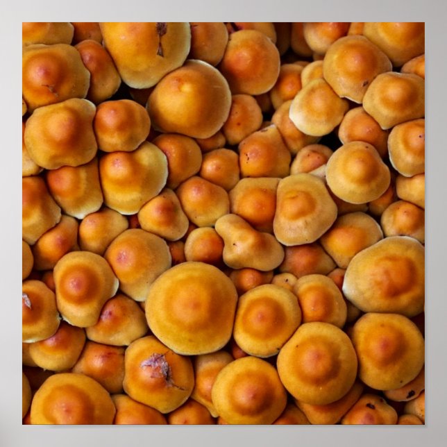 Pilze Fungus Poster (Vorne)
