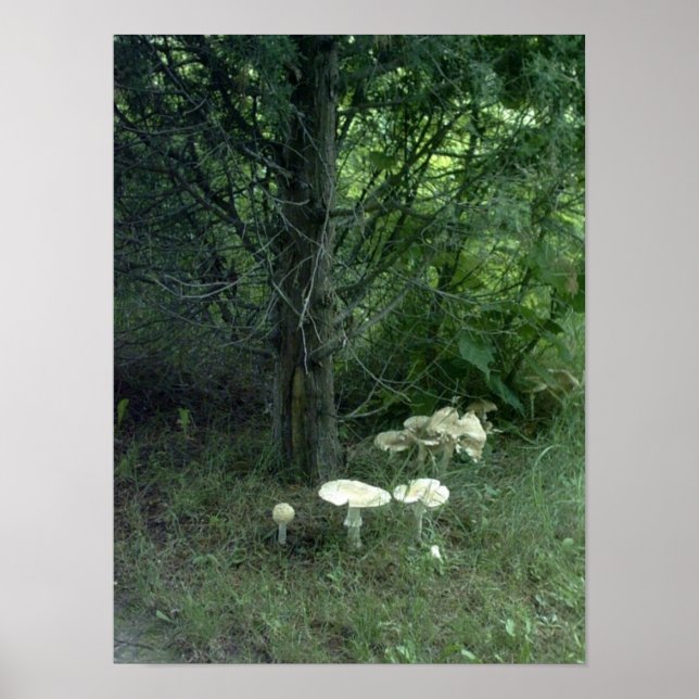 Pilze für Pat Poster (Vorne)