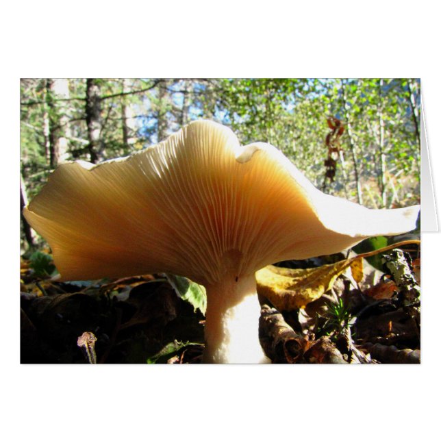 Pilze genießen die Sonne (Vorderseite (Horizontal))