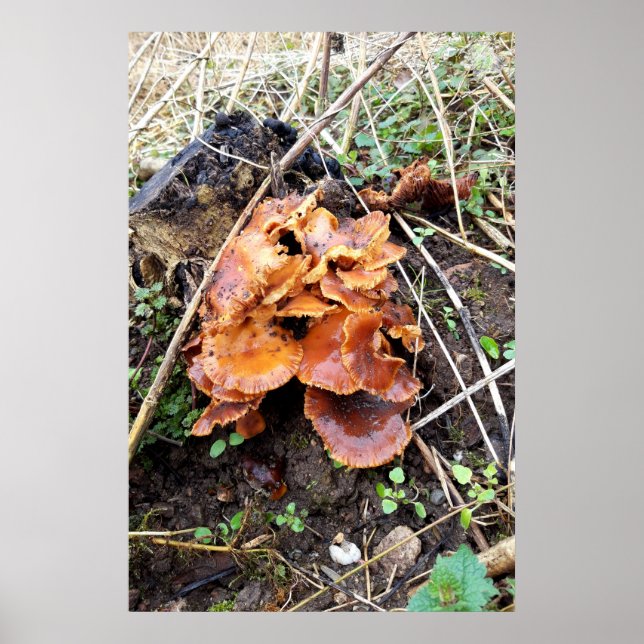 Pilze im Wald Poster (Vorne)