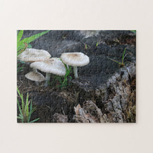 Pilze in der Natur auf einem Ahornbaumstumpf Puzzle