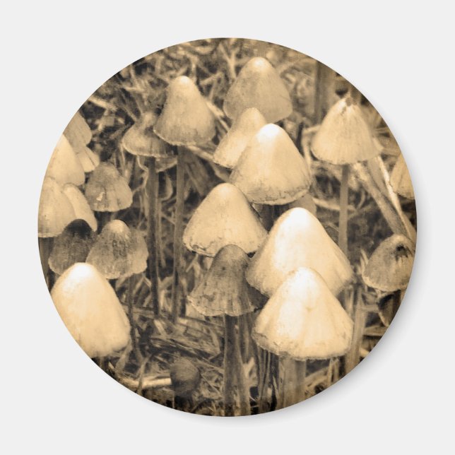 Pilze in Sepia Magnet (Vorne)