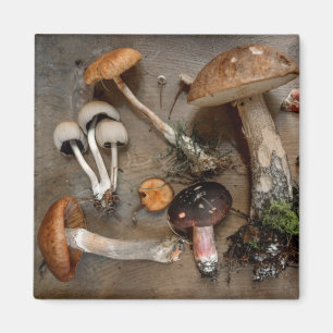 Pilze Liebe Fungi Magnet
