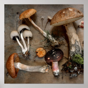 Pilze Liebe Fungi Poster