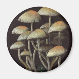 Pilze Magnet