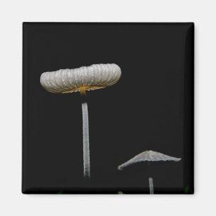 Pilze Magnet