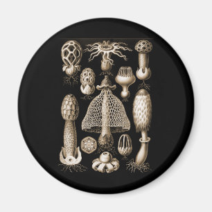 Pilze Magnet