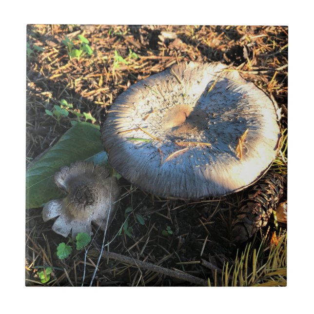 Pilze, Oregon Fliese (Vorderseite)