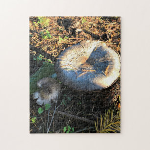 Pilze, Oregon Puzzle