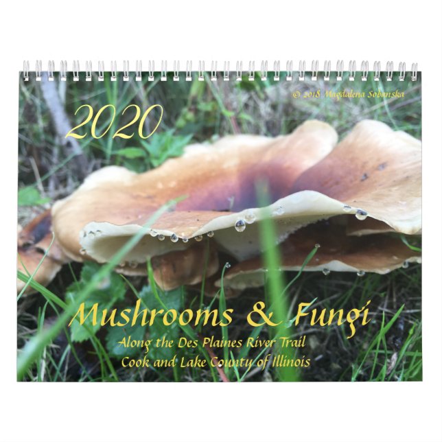 Pilze & Pilze 2020 Kalender (Titelbild)