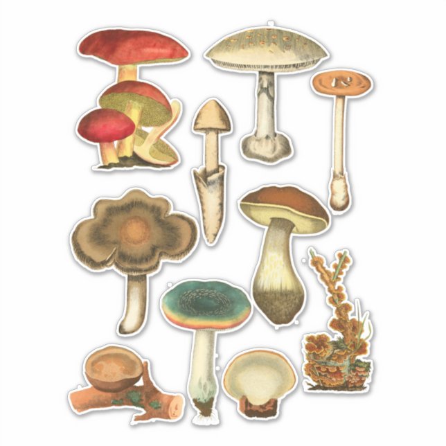 Pilze Pilze Fungi Pflanze Botanischer Garten Kunst Aufkleber (Vorderseite)
