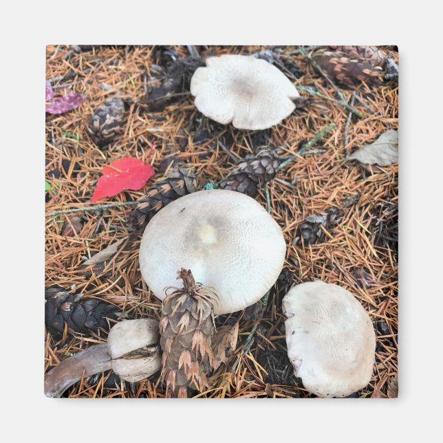 Pilze & Pine Cones Magnet (Vorne)