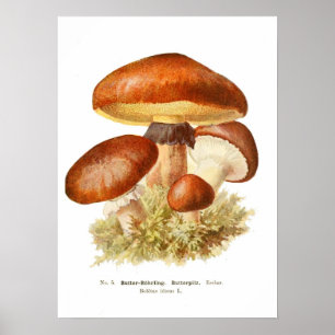 Pilze Poster