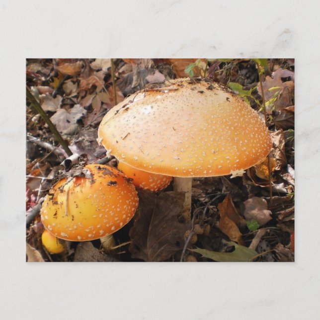 Pilze Postkarte (Vorderseite)
