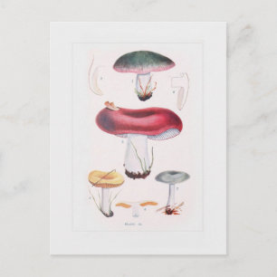Pilze Postkarte