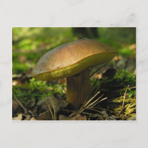 Pilze Postkarte