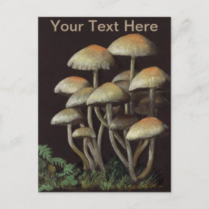 Pilze Postkarte